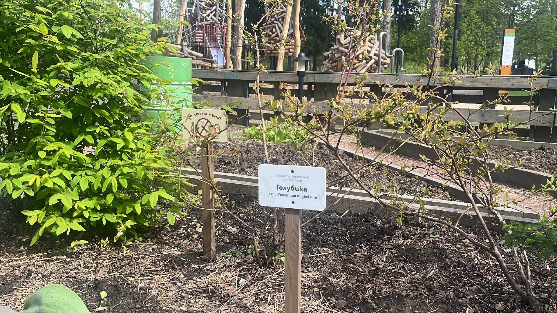 парк, парки балашихи, пестовский парк, аптекарский огород,