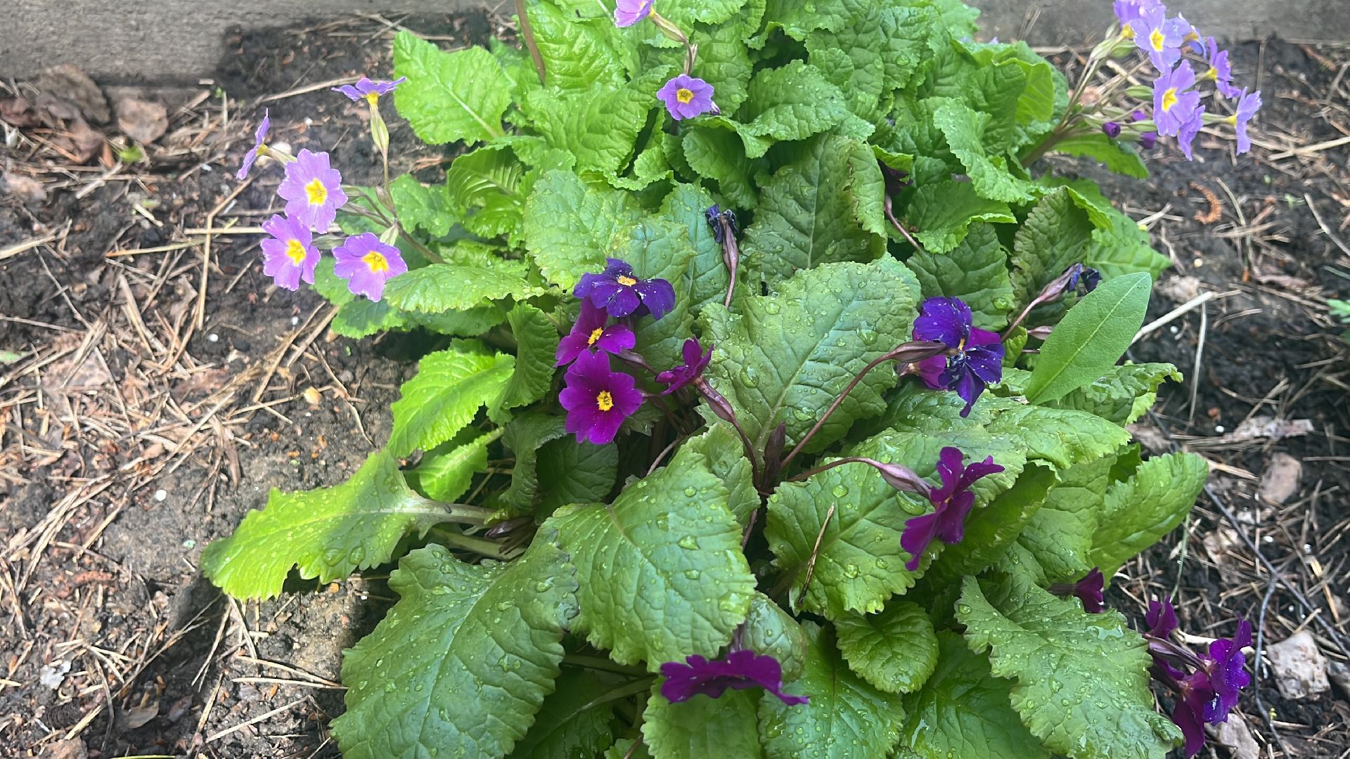 парк, парки балашихи, пестовский парк, аптекарский огород,