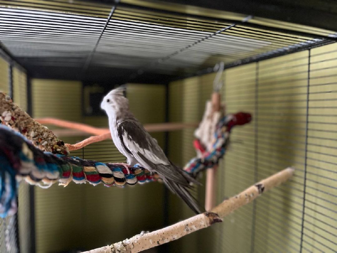 Подольск, птицы