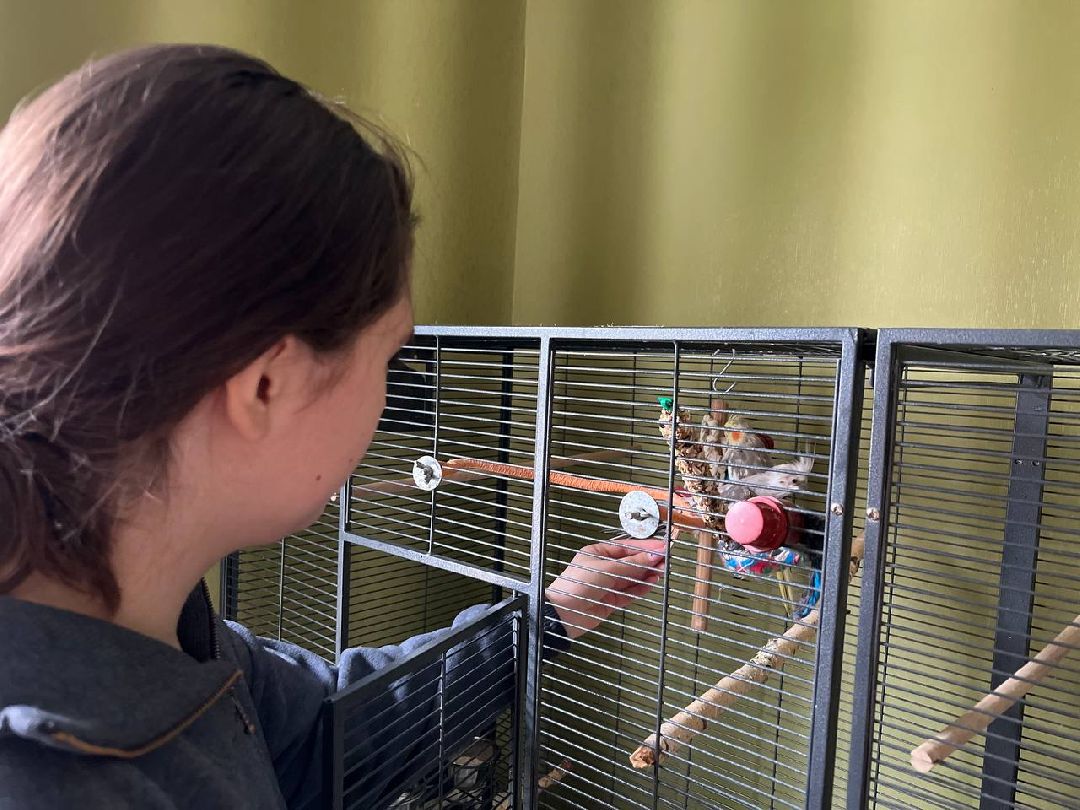 Подольск, птицы