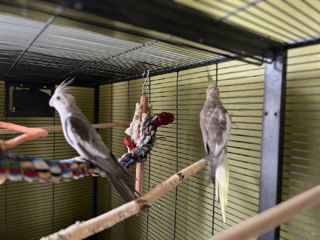 Подольск, птицы