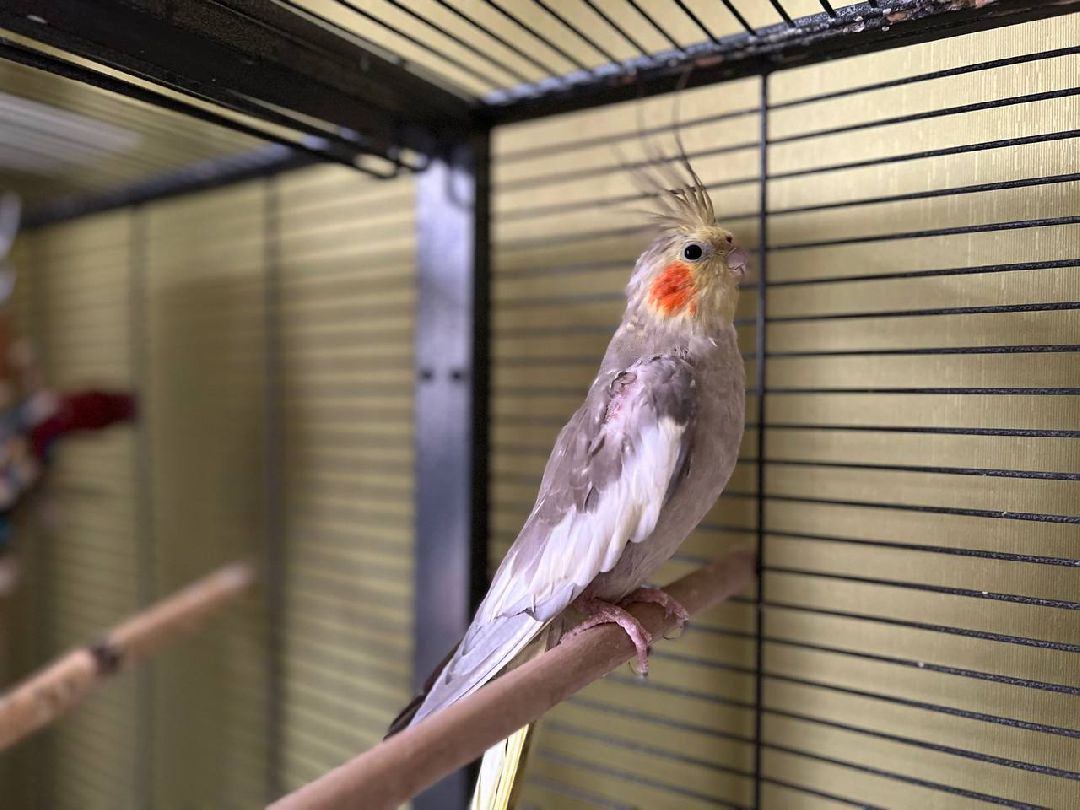 Подольск, птицы