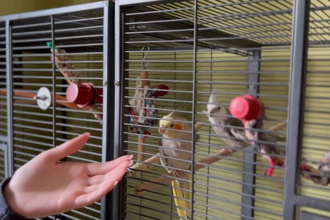 Подольск, птицы