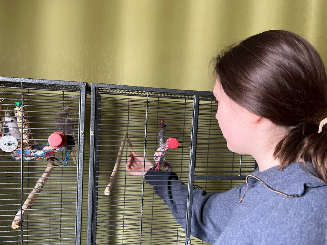 Подольск, птицы