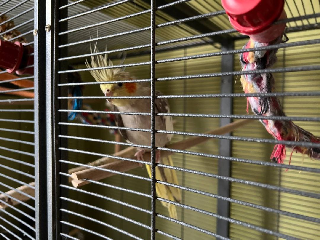 Подольск, птицы