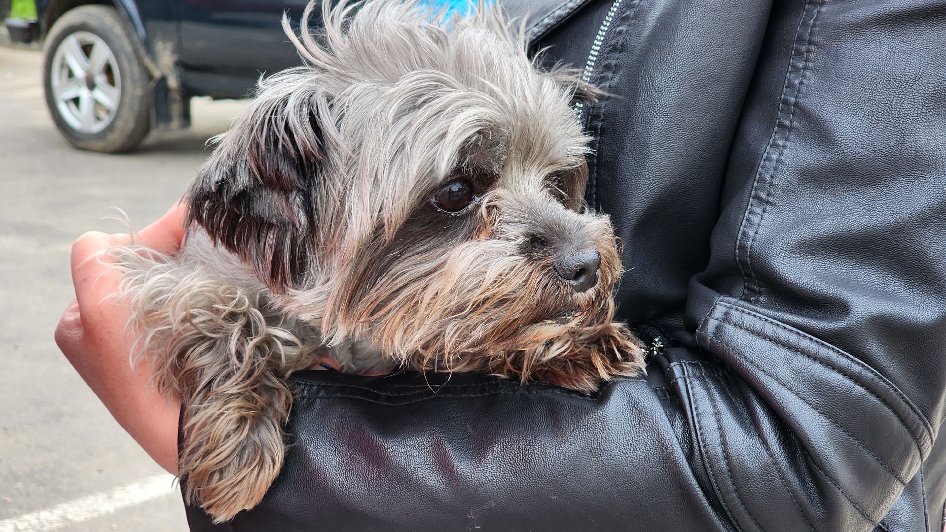 солнечногорск, Смирновка, животные, бешенство, вакцинация от бешенства,