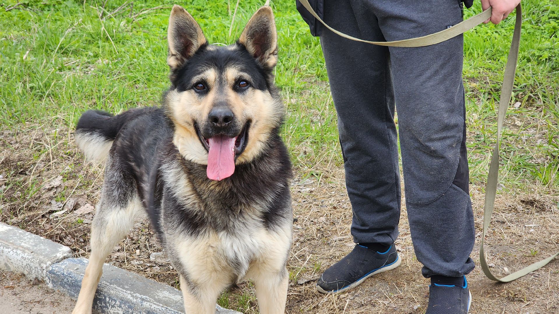 солнечногорск, Смирновка, животные, бешенство, вакцинация от бешенства,