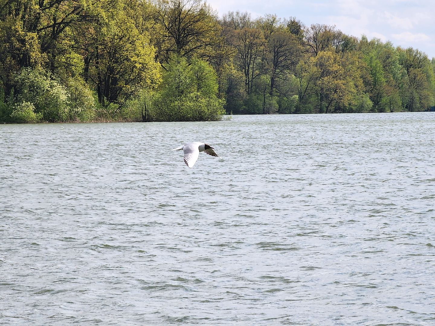 пикниковые зоны, зоны отдыха, Добродел, Бисерово, Богородский городской округ,