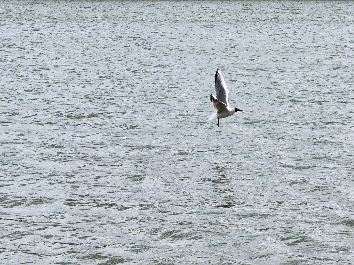 пикниковые зоны, зоны отдыха, Добродел, Бисерово, Богородский городской округ,