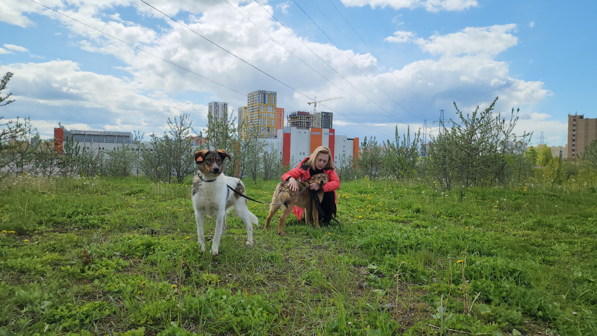 красногорск, приют для животных, лохматый ангел,