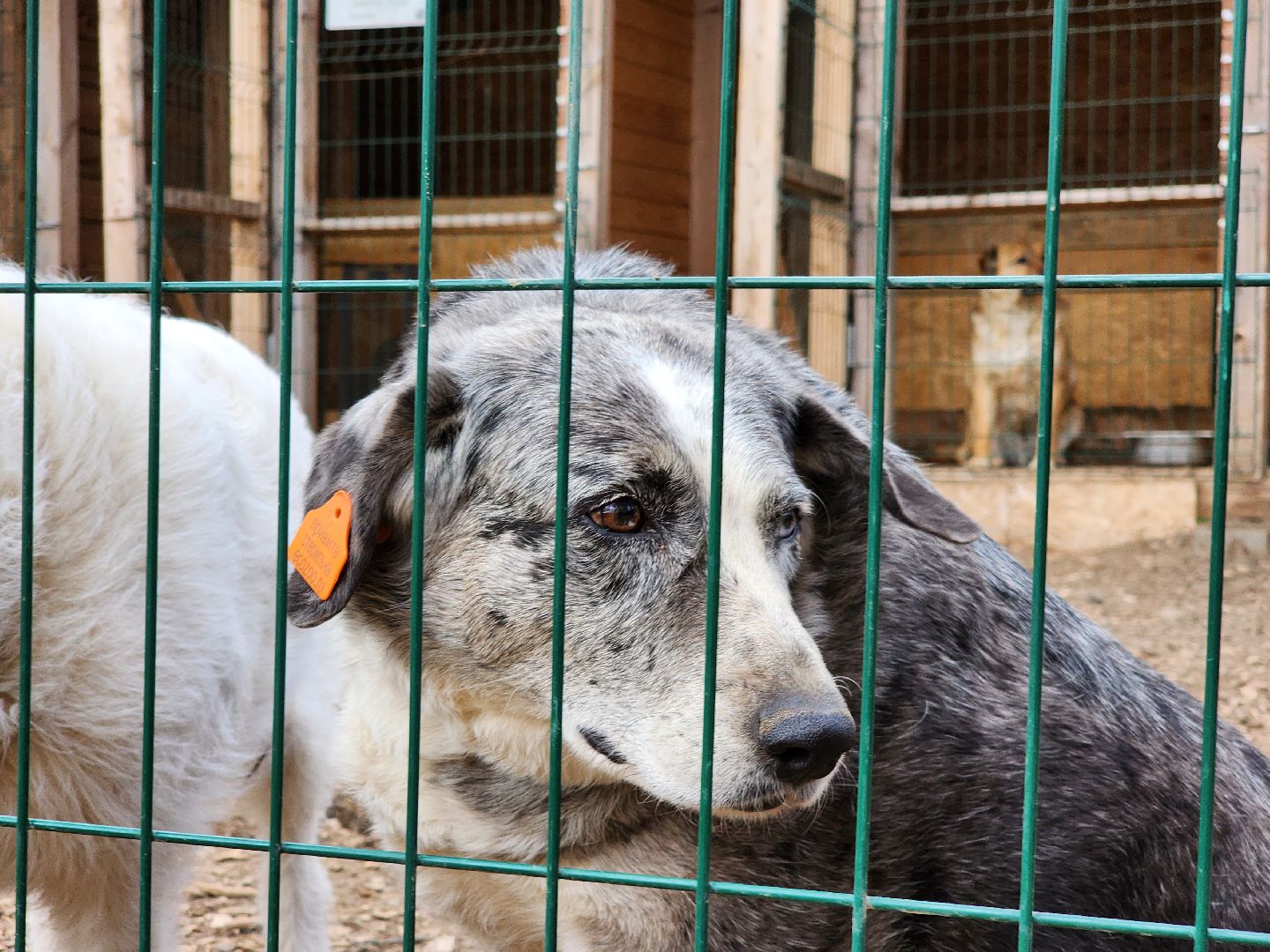 красногорск, приют для животных, лохматый ангел,