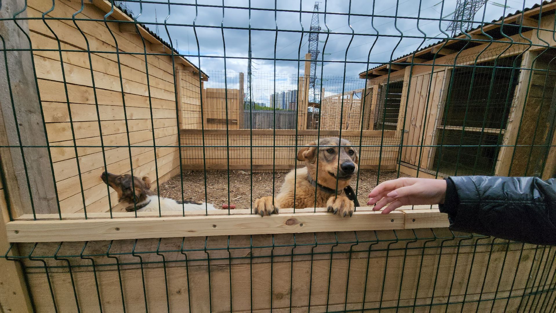 красногорск, приют для животных, лохматый ангел,