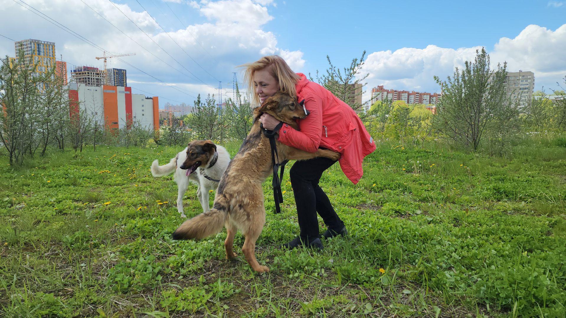 красногорск, приют для животных, лохматый ангел,