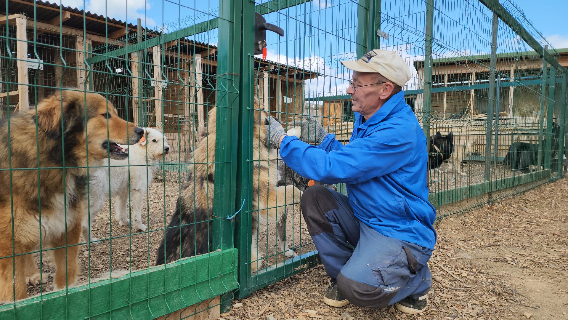 красногорск, приют для животных, лохматый ангел,