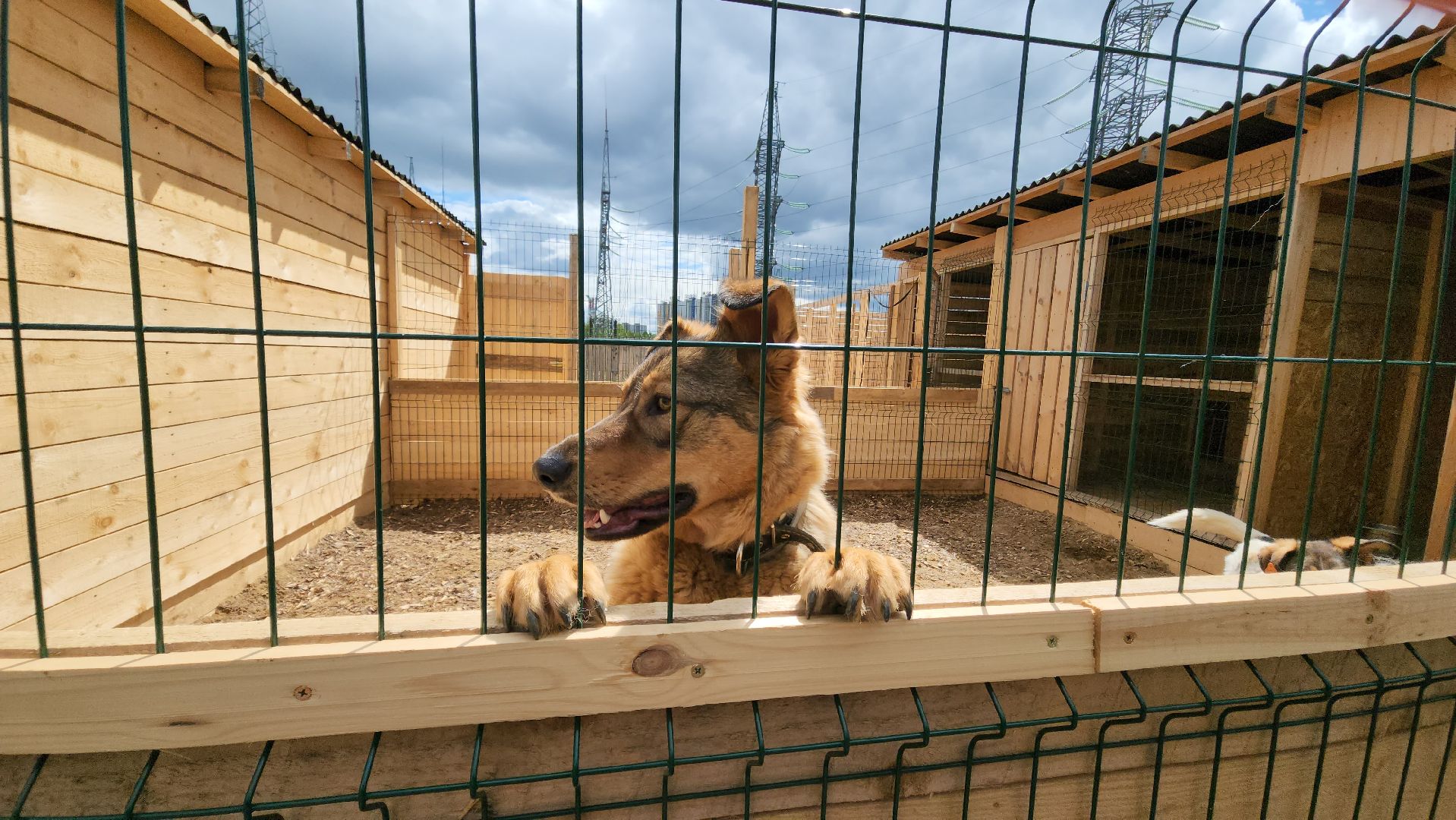красногорск, приют для животных, лохматый ангел,