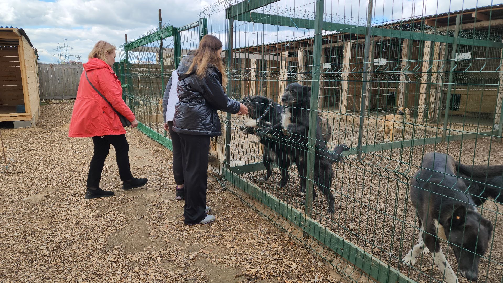 красногорск, приют для животных, лохматый ангел,