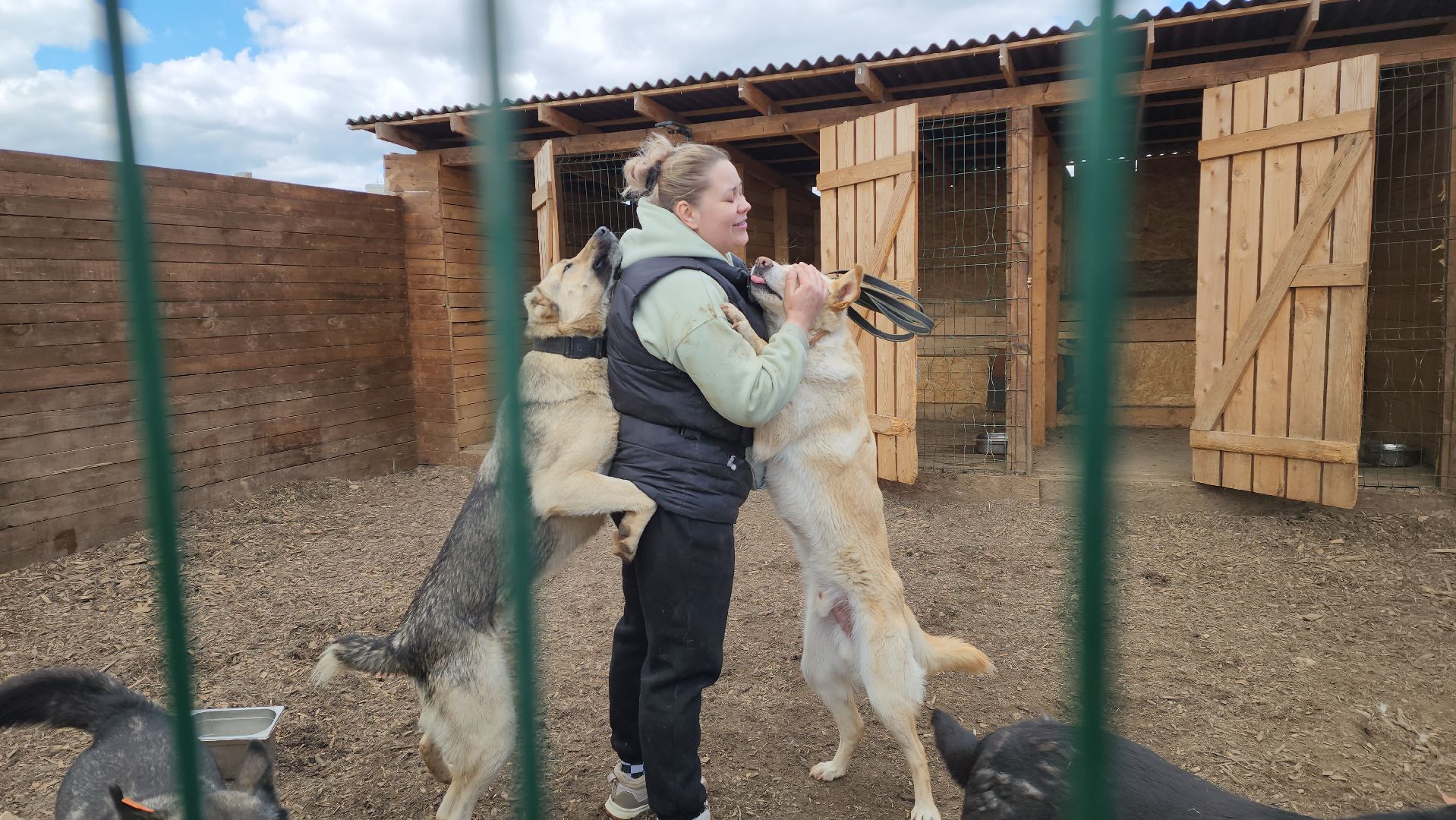 красногорск, приют для животных, лохматый ангел,
