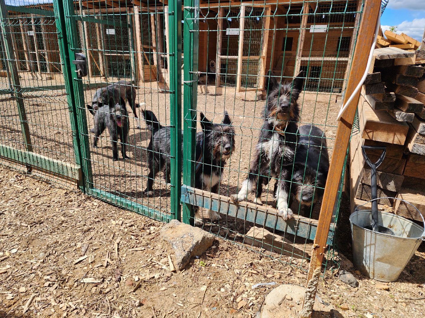 красногорск, приют для животных, лохматый ангел,