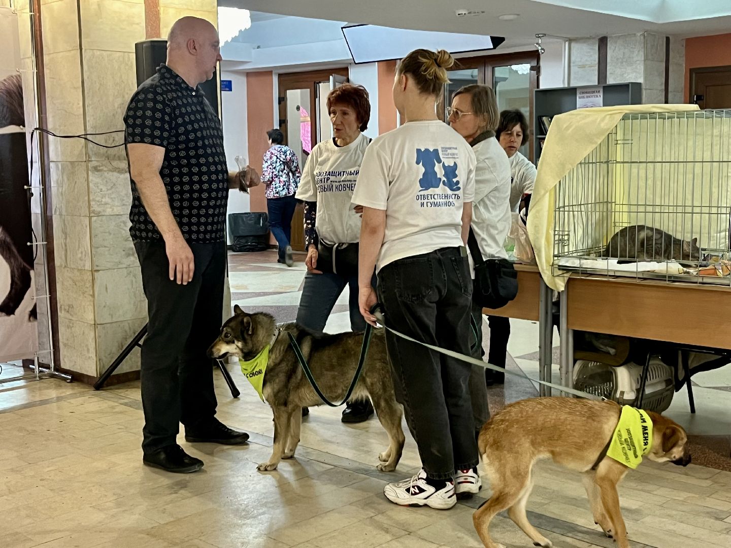 наро-фоминск,наро-фоминский городской округ, благотворительая акция, приют для животных, бездомные животные,