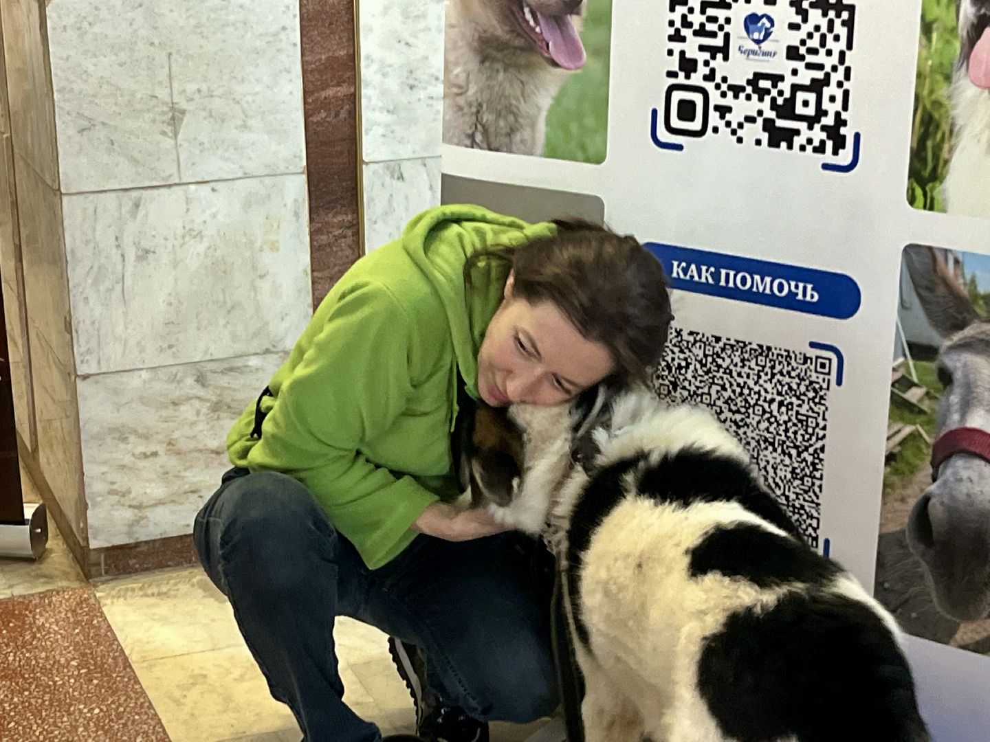 наро-фоминск,наро-фоминский городской округ, благотворительая акция, приют для животных, бездомные животные,