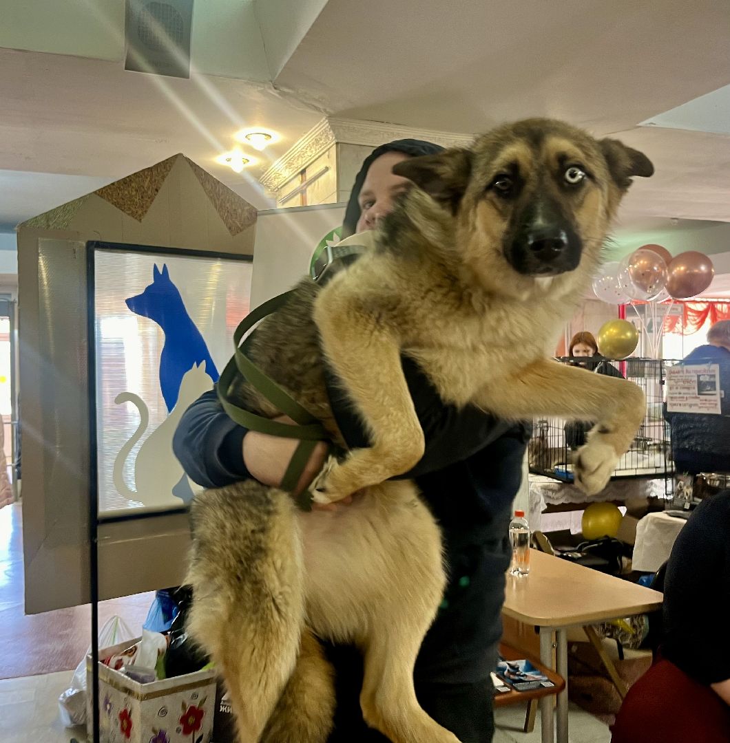 наро-фоминск,наро-фоминский городской округ, благотворительая акция, приют для животных, бездомные животные,