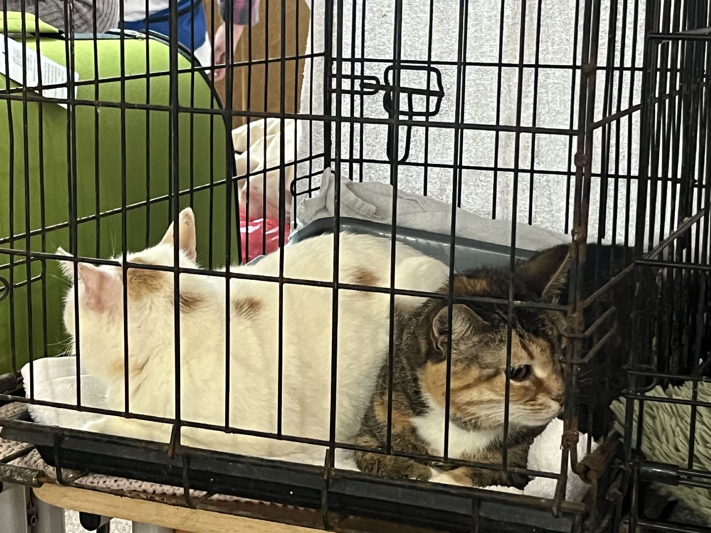 наро-фоминск,наро-фоминский городской округ, благотворительая акция, приют для животных, бездомные животные,