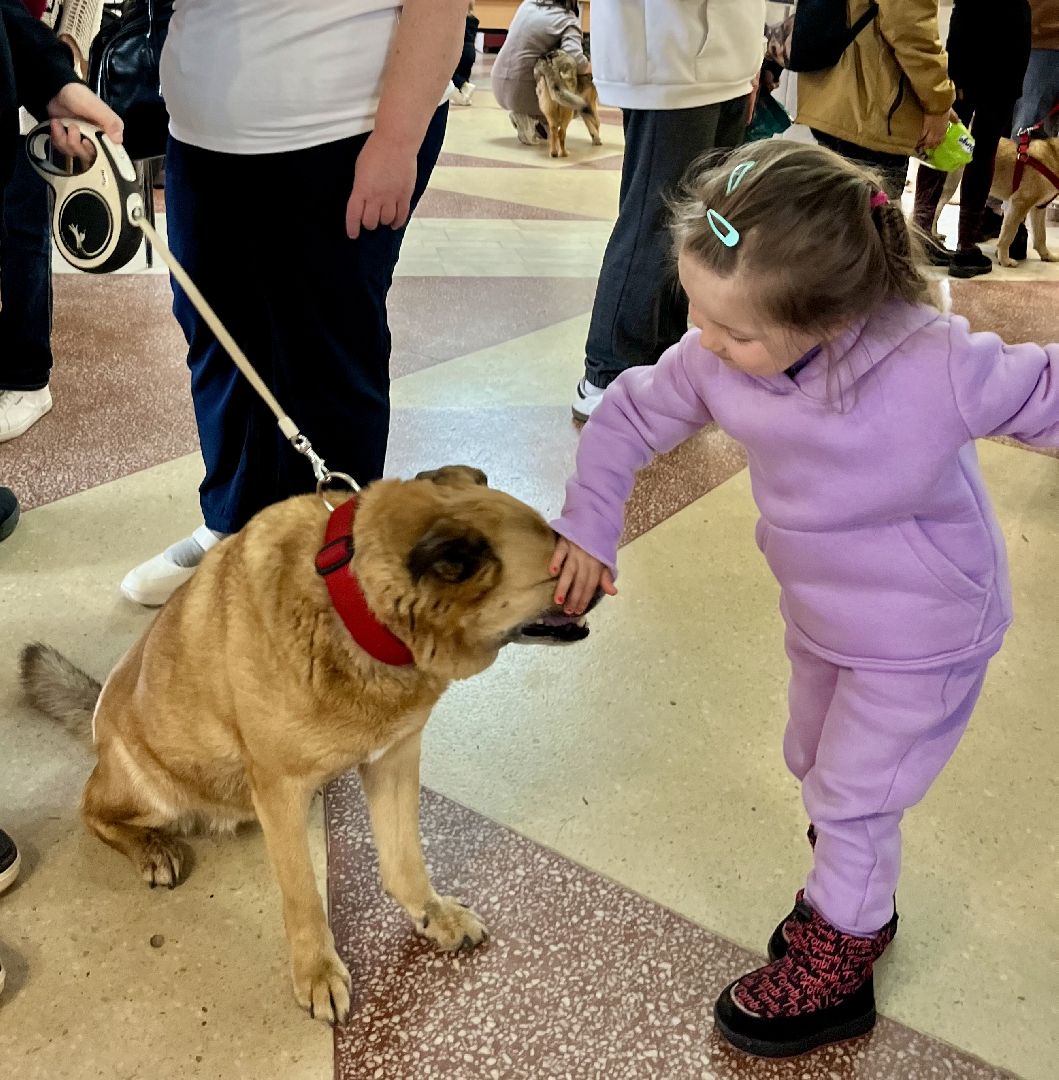 наро-фоминск,наро-фоминский городской округ, благотворительая акция, приют для животных, бездомные животные,