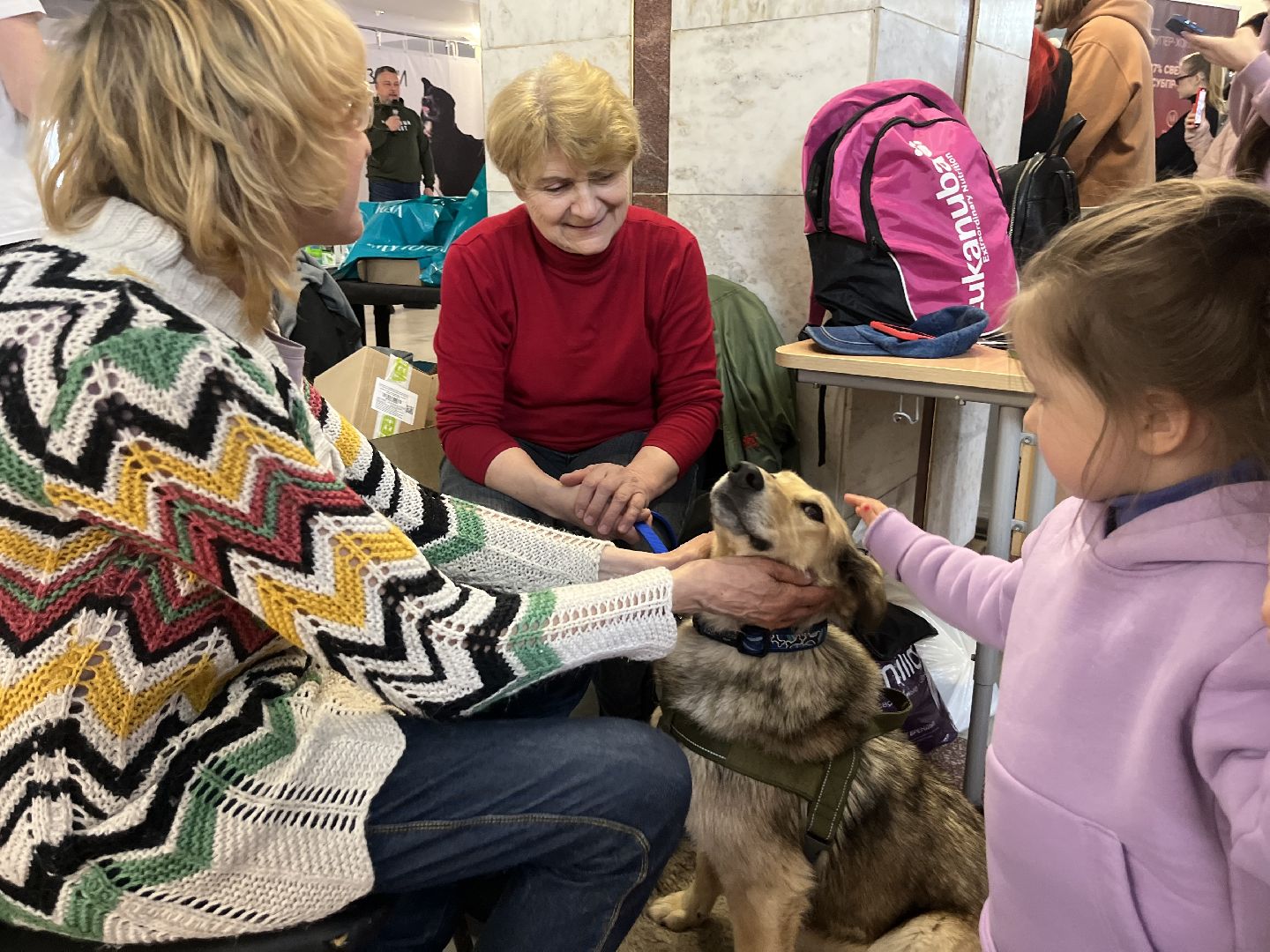 наро-фоминск,наро-фоминский городской округ, благотворительая акция, приют для животных, бездомные животные,