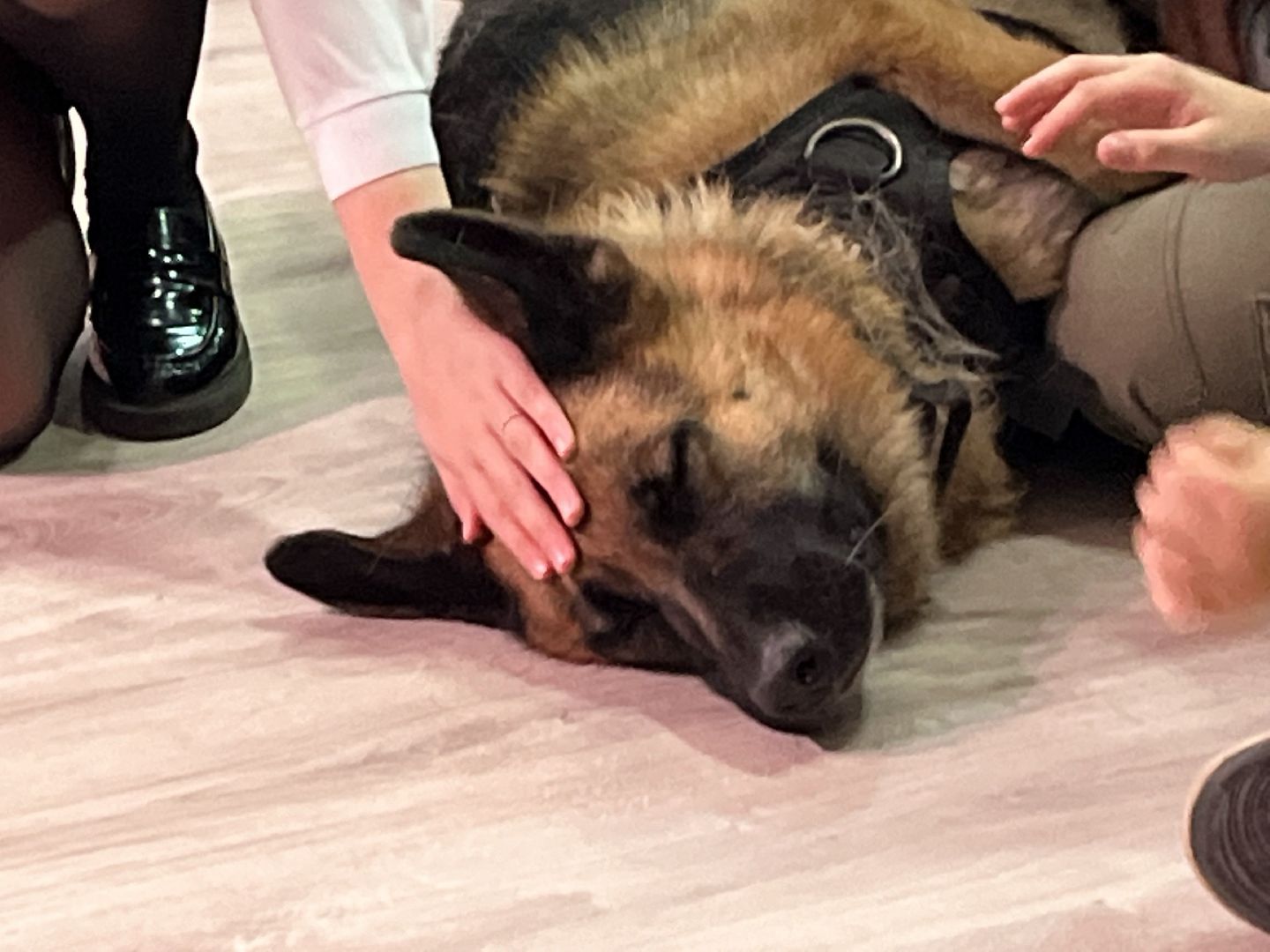 наро-фоминск,наро-фоминский городской округ, благотворительая акция, приют для животных, бездомные животные,