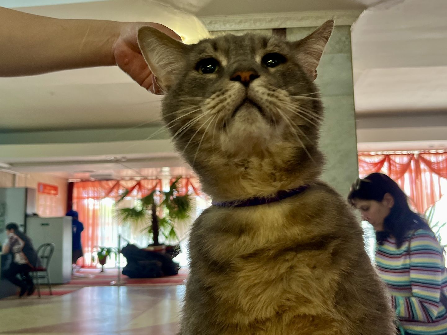 наро-фоминск,наро-фоминский городской округ, благотворительая акция, приют для животных, бездомные животные,