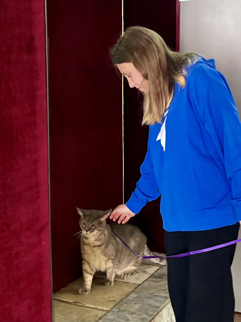 наро-фоминск,наро-фоминский городской округ, благотворительая акция, приют для животных, бездомные животные,