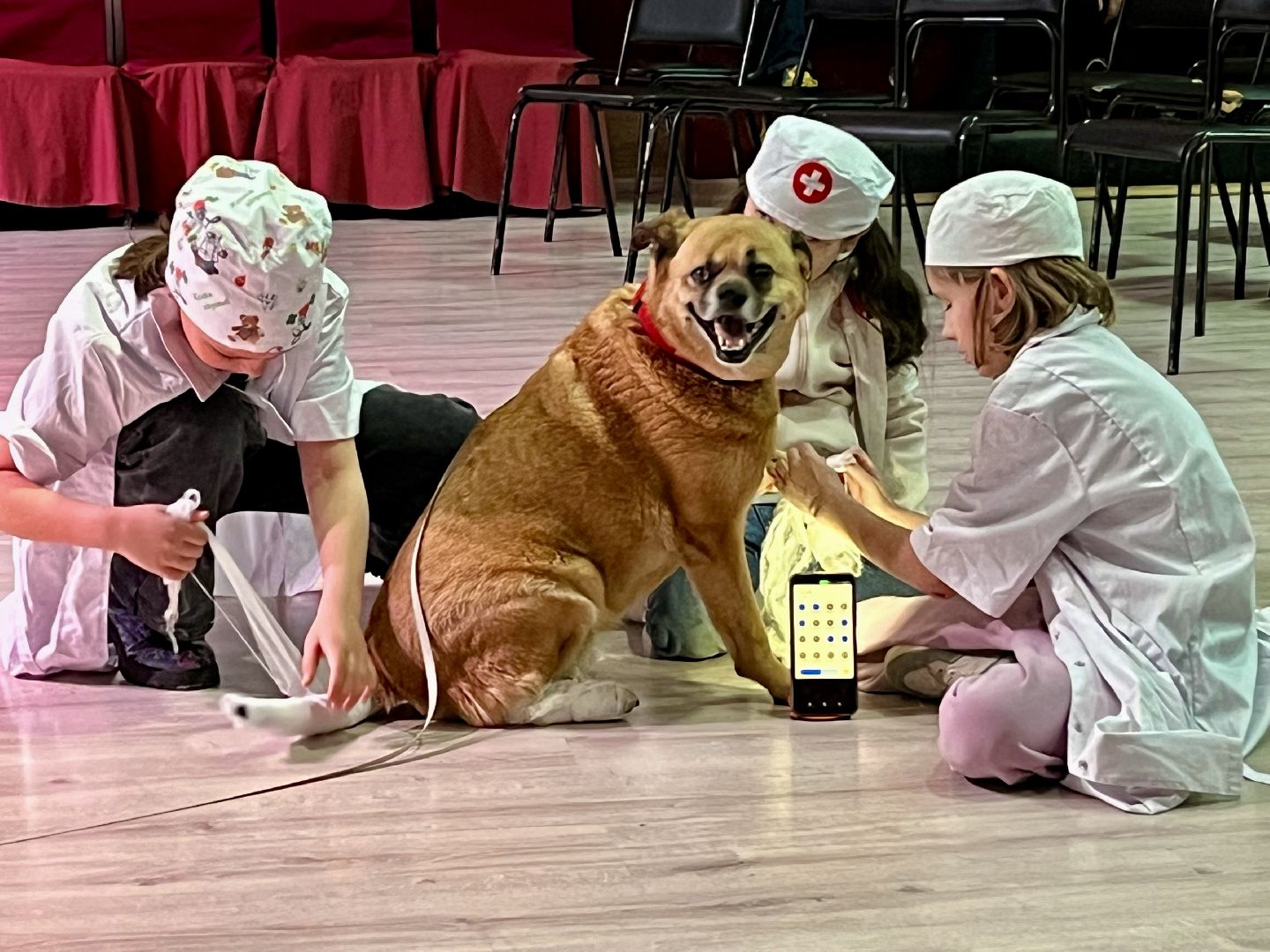 наро-фоминск,наро-фоминский городской округ, благотворительая акция, приют для животных, бездомные животные,