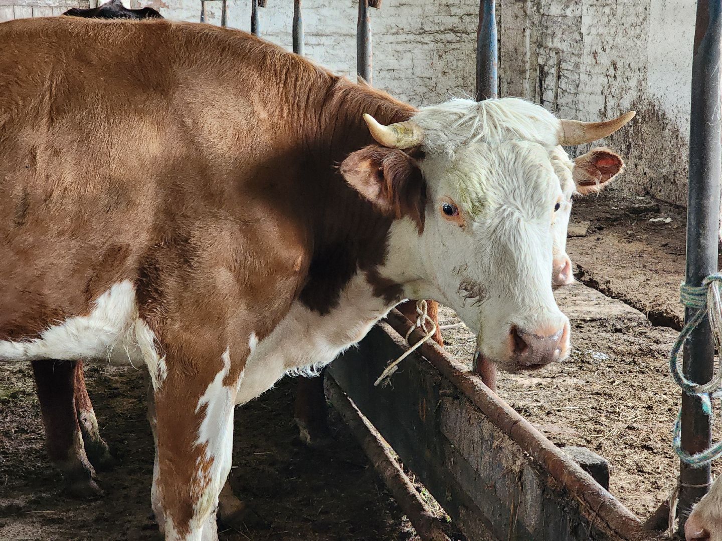 сельское хозяйство, коровы, ферма, орешки, ветеринарная станция, руза, рузский городской округ,