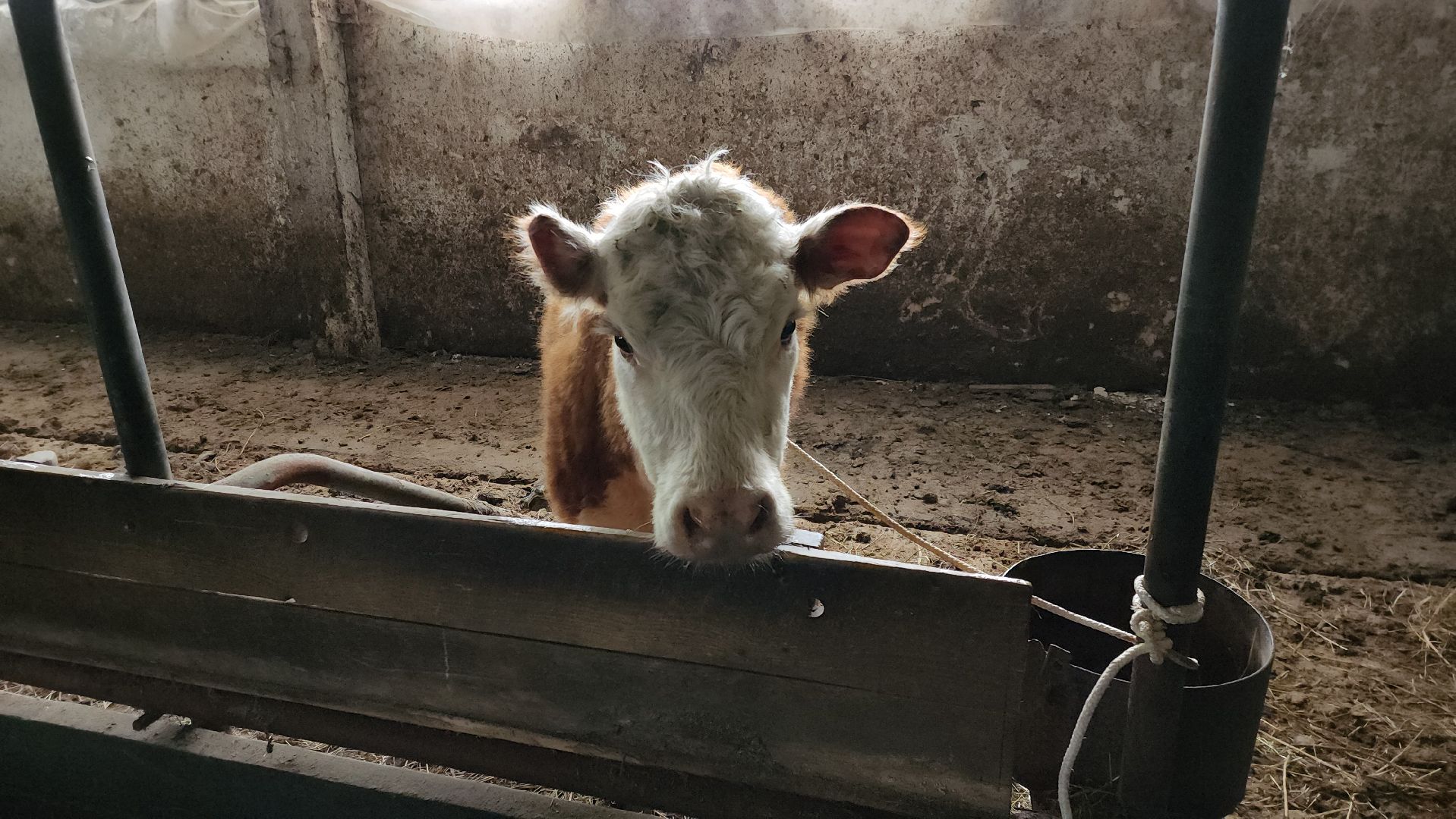 сельское хозяйство, коровы, ферма, орешки, ветеринарная станция, руза, рузский городской округ,