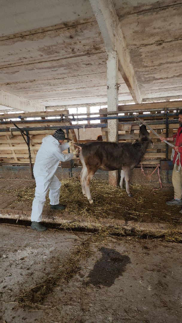 сельское хозяйство, коровы, ферма, орешки, ветеринарная станция, руза, рузский городской округ,