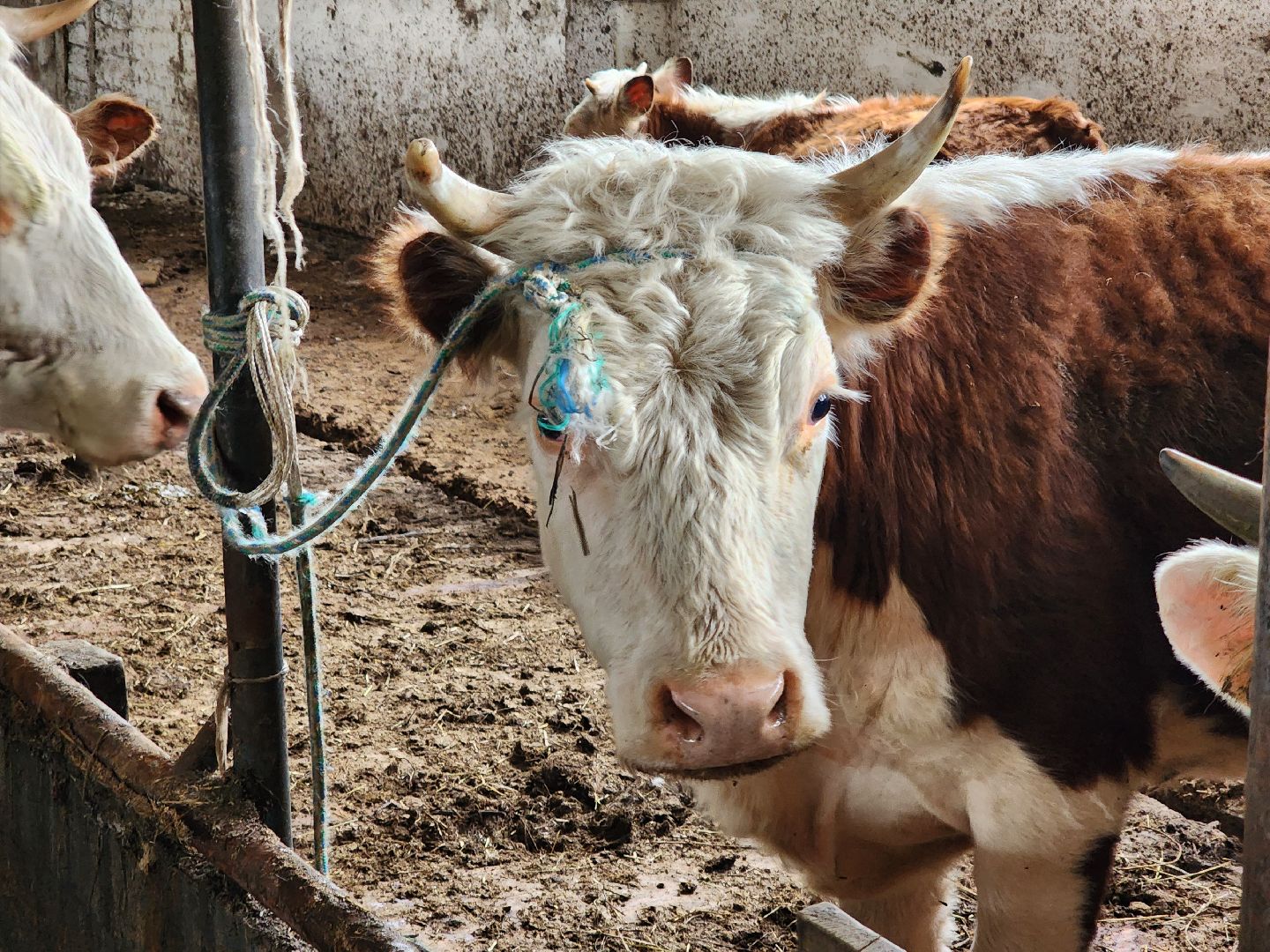 сельское хозяйство, коровы, ферма, орешки, ветеринарная станция, руза, рузский городской округ,