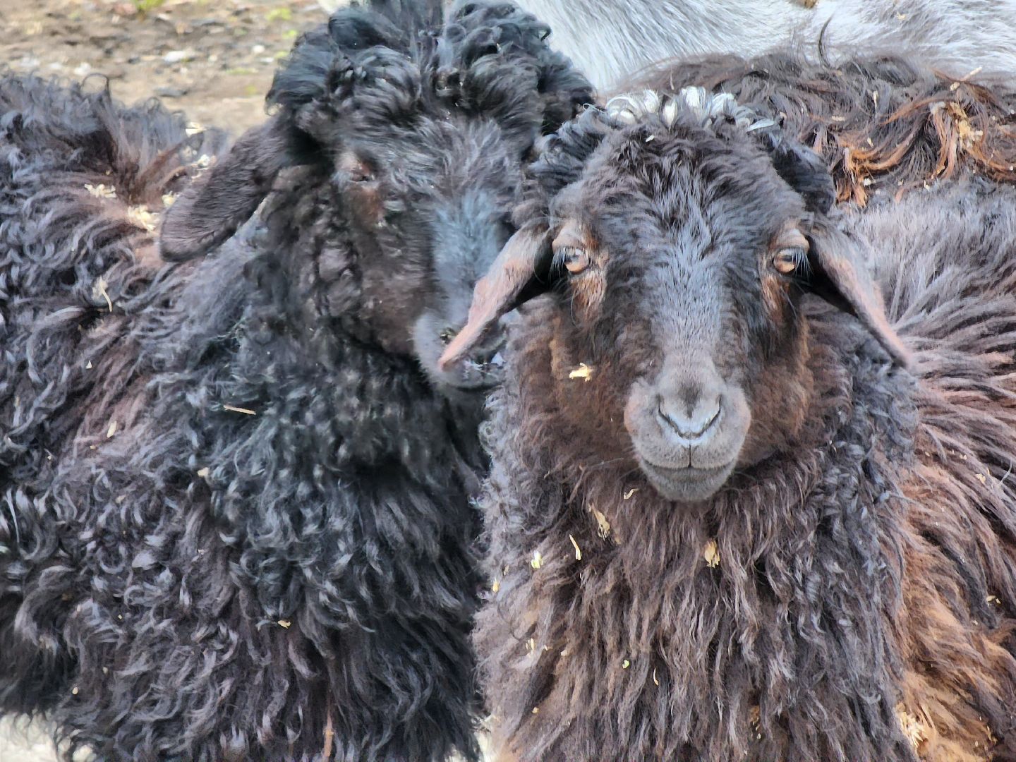 сельское хозяйство, коровы, ферма, орешки, ветеринарная станция, руза, рузский городской округ,