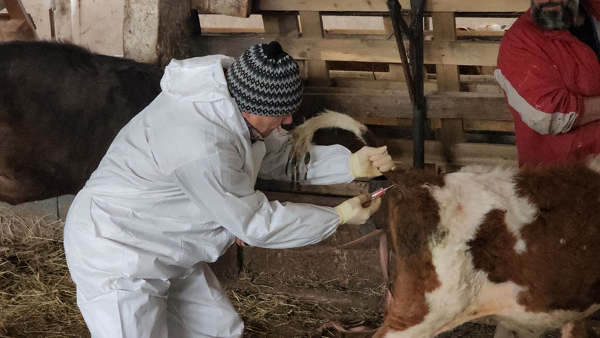 сельское хозяйство, коровы, ферма, орешки, ветеринарная станция, руза, рузский городской округ,