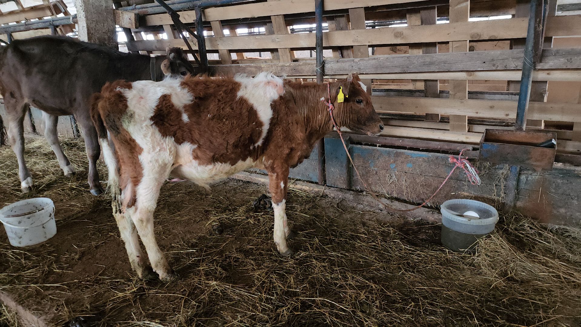 сельское хозяйство, коровы, ферма, орешки, ветеринарная станция, руза, рузский городской округ,