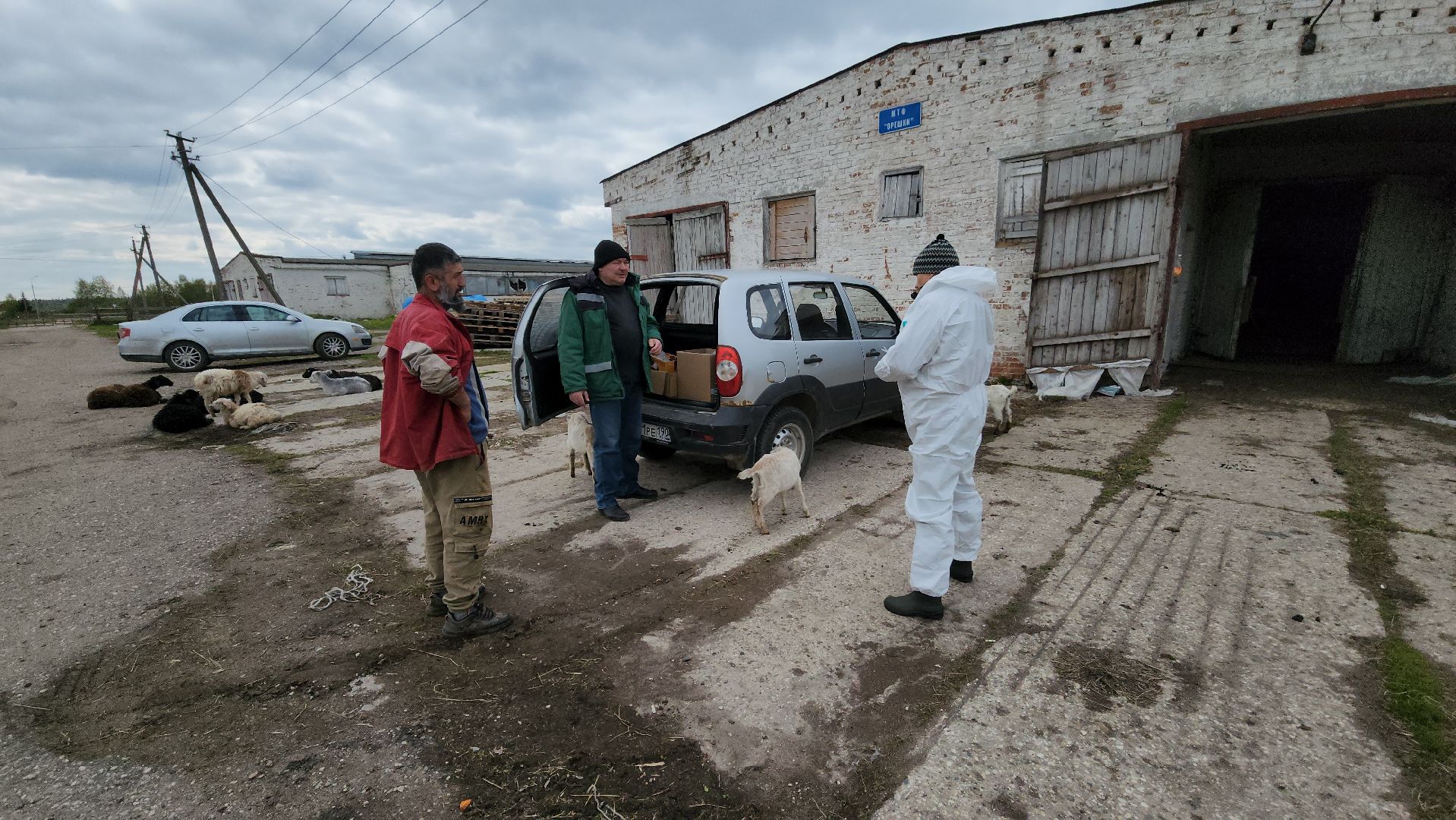 сельское хозяйство, коровы, ферма, орешки, ветеринарная станция, руза, рузский городской округ,