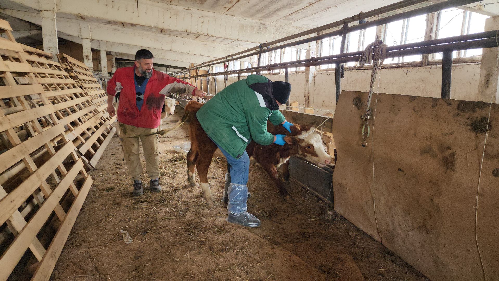сельское хозяйство, коровы, ферма, орешки, ветеринарная станция, руза, рузский городской округ,