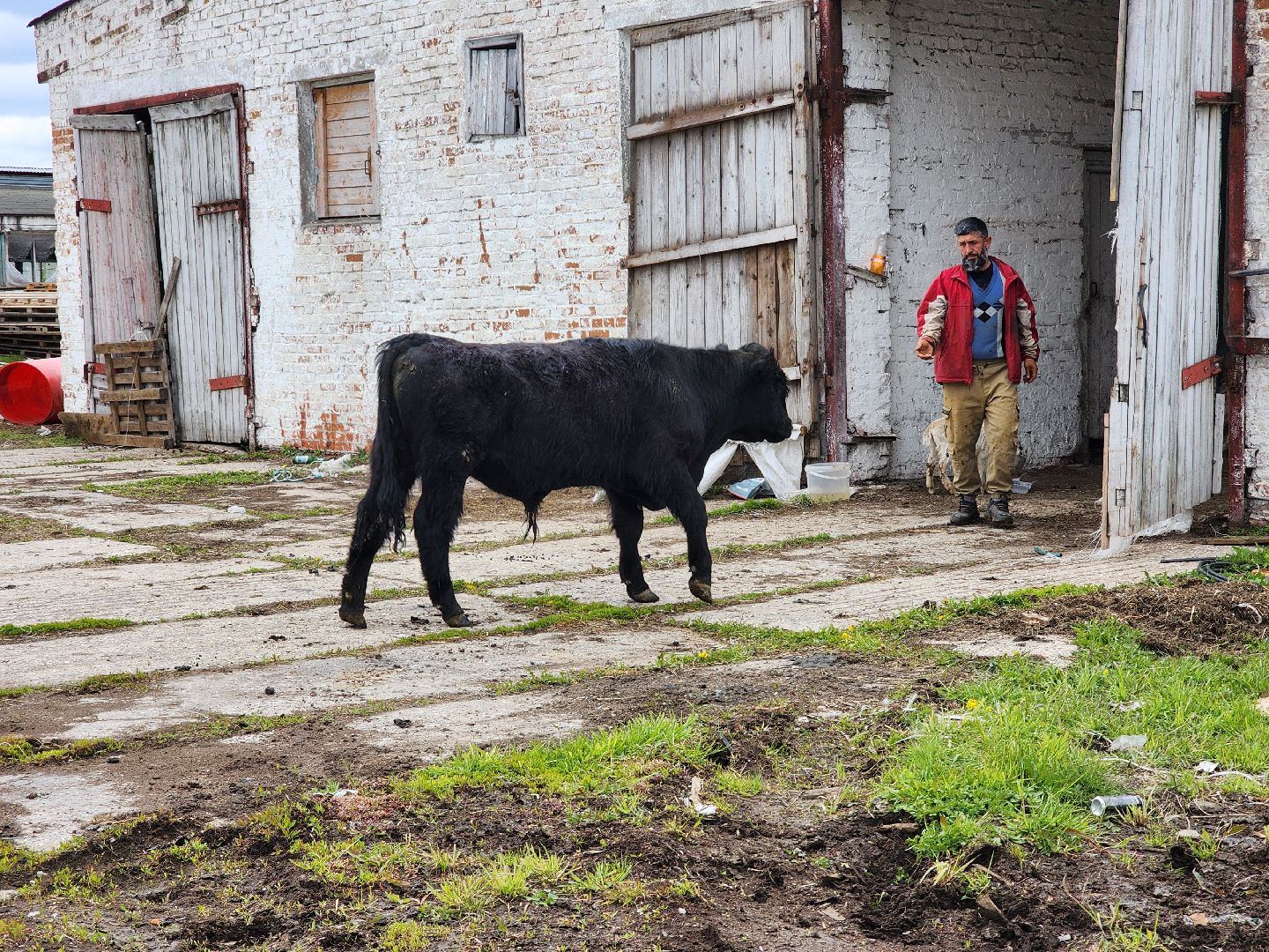 сельское хозяйство, коровы, ферма, орешки, ветеринарная станция, руза, рузский городской округ,