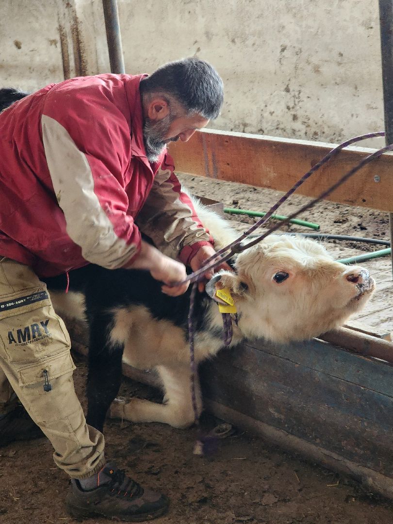 сельское хозяйство, коровы, ферма, орешки, ветеринарная станция, руза, рузский городской округ,