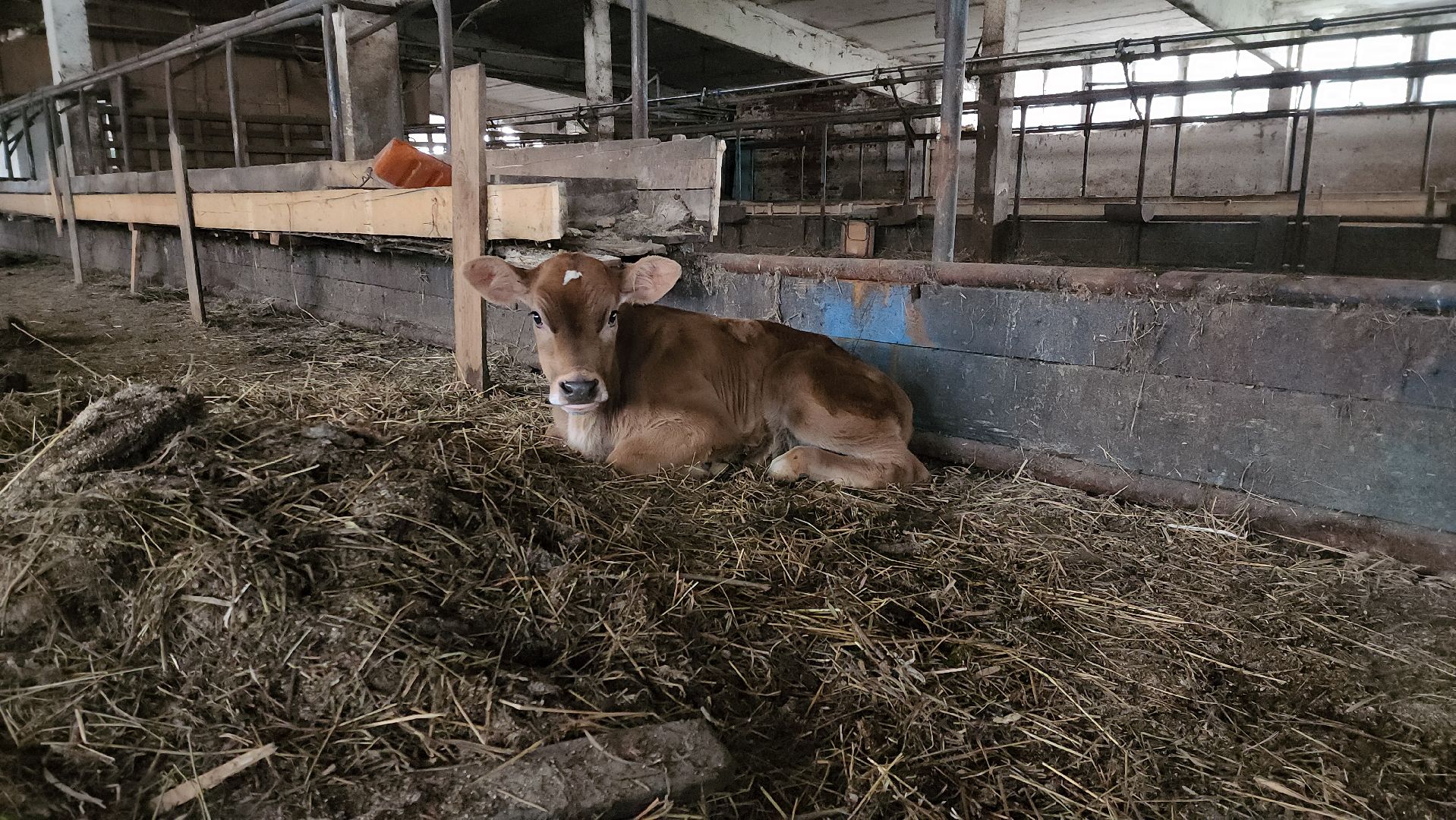 сельское хозяйство, коровы, ферма, орешки, ветеринарная станция, руза, рузский городской округ,