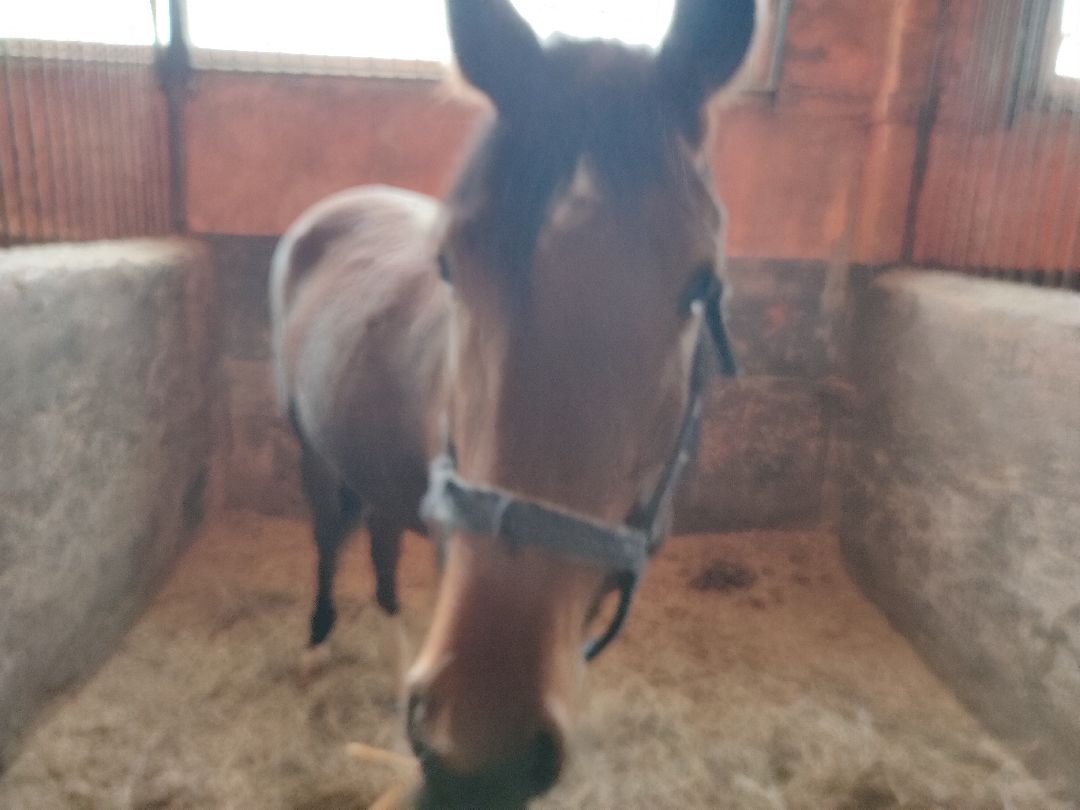 Раменское, общество