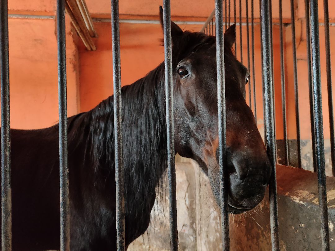 Раменское, общество