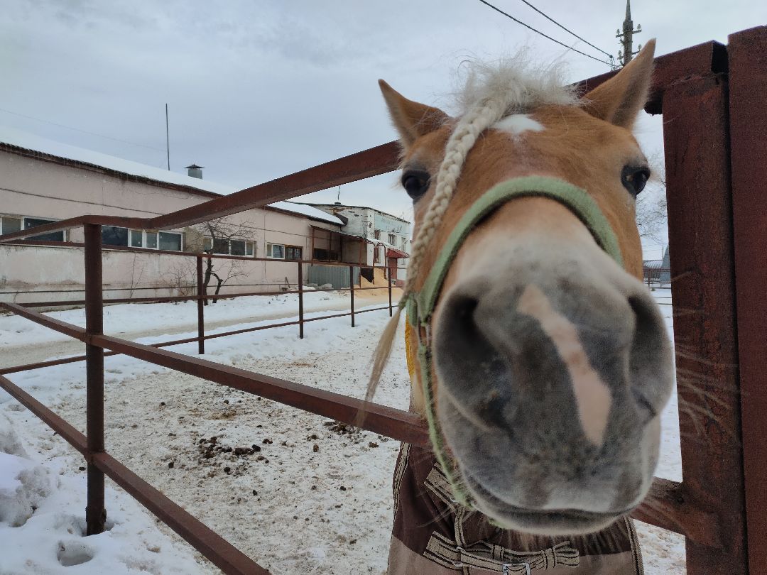 Раменское, общество