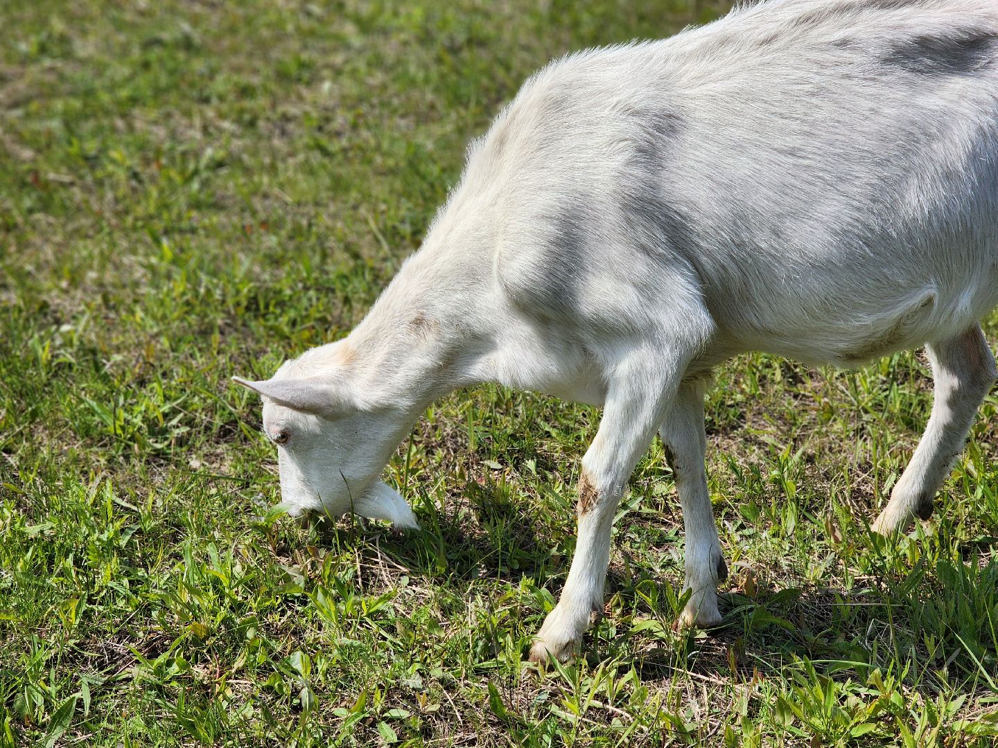 воскресенск, фермер, экономика, козы, сельское хозяйство,