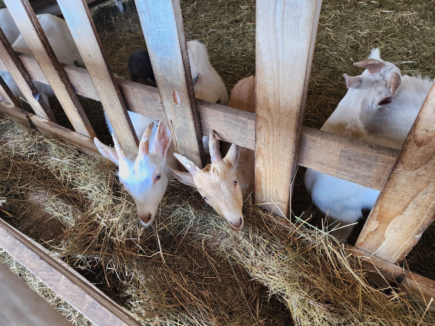 воскресенск, фермер, экономика, козы, сельское хозяйство,