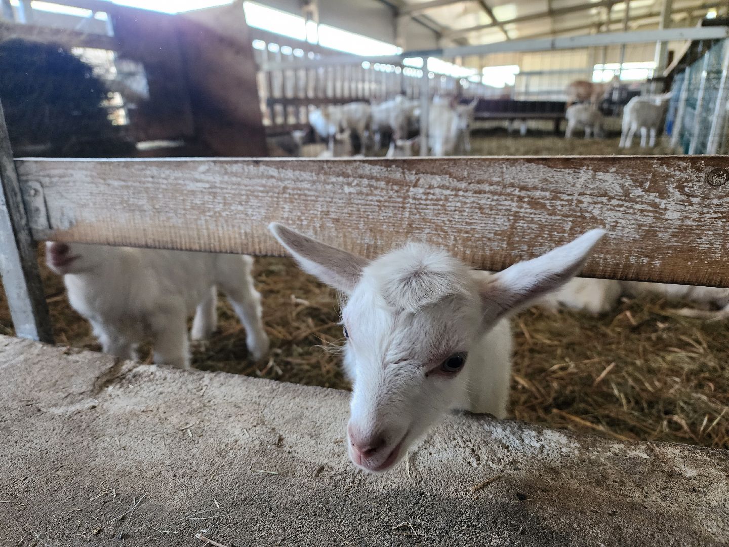 воскресенск, фермер, экономика, козы, сельское хозяйство,